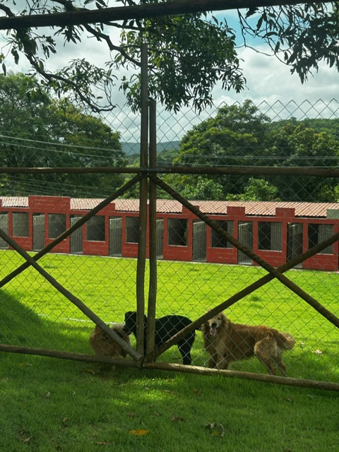 Canil Unopet Kennel & School - pets brincando no gramado em frente às suítes