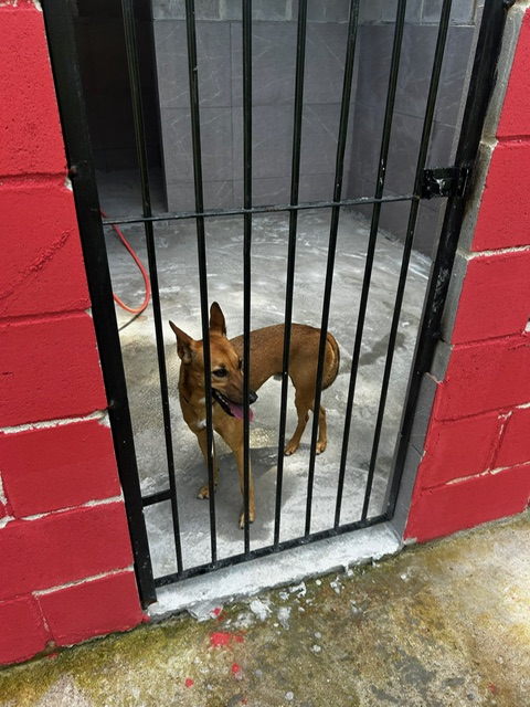 Canil Unopet Kennel & School - suíte individual com portão de segurança