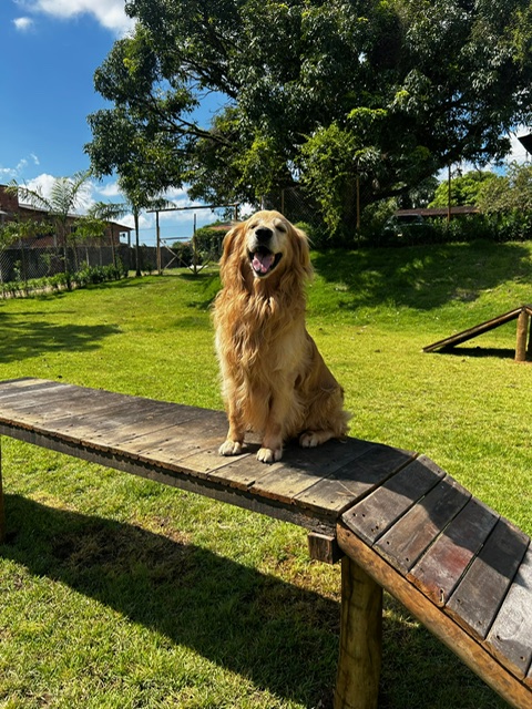 Canil Unopet Kennel & School - golden retriever feliz no playground